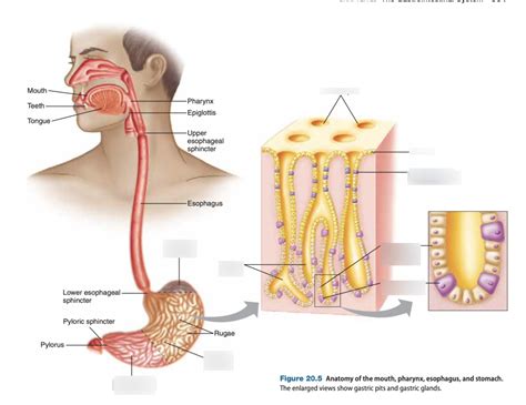 Stomach Cell Diagram