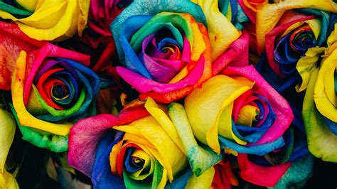 Rainbow Roses Wallpapers - 4k, HD Rainbow Roses Backgrounds on WallpaperBat