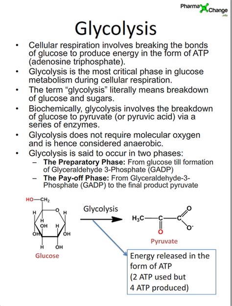 What and How Your Body Metabolises Sugar - Glucose and Fructose