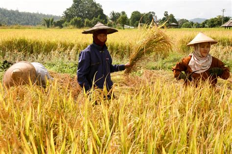 Rice Fields at Harvest - International Mission Board