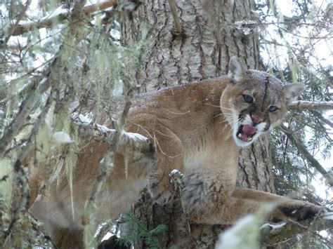 Montana Hunting Outfitter | Mountain Lion Hunting, Best MT cougar Hunting Guides