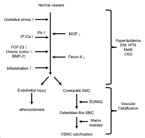 Pathophysiology of vascular calcification. After stimulation by ...