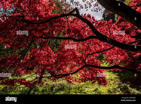 Autumn Foliage at Batsford Arboretum Stock Photo - Alamy