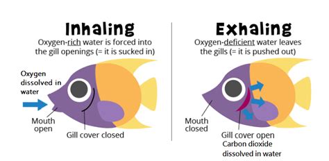 Describe the process of respiration in fish - Tutorix