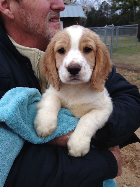 Cocker Spaniel Puppies Oregon