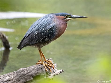 Green Heron - Butorides virescens