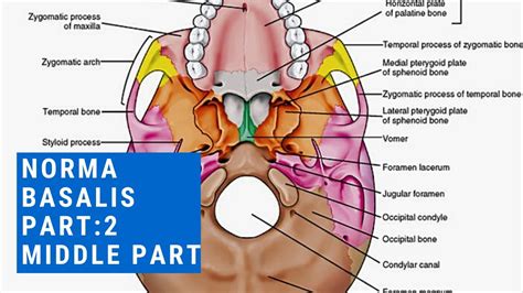 NORMA BASALIS Part:2 || MIDDLE PART || Sphenoid bone - YouTube