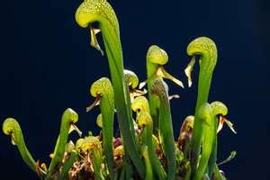 Cobra Plants: Growing and caring tips, use and benefits