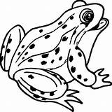 Frog Coloring Images At Tarephraimblog Blog sketch template