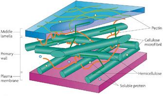 Plant Cells, Chloroplasts, Cell Walls | Learn Science at Scitable