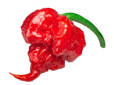 Carolina Reaper: Scoville, Where To Buy & Grow Guide