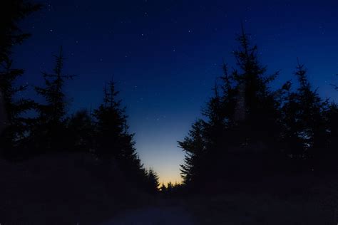 Starry Sky Night Trees Wallpaper