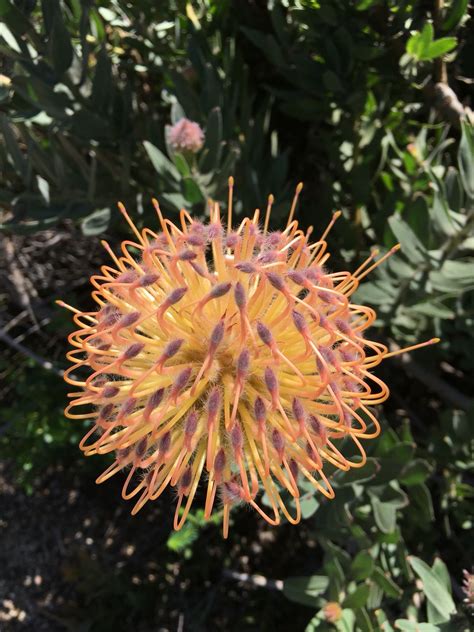 UC Santa Cruz Arboretum Arboretum, Dandelion, Garden, Flowers, Plants, Santa Cruz, Garten ...