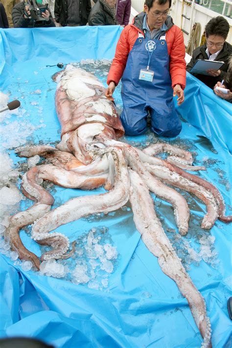 Giant squids turning up along Sea of Japan coast | The Japan Times