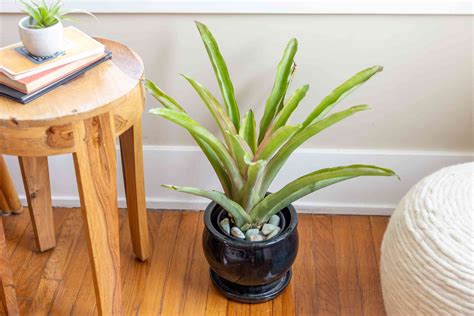 9 Types of Bromeliads for Growing Indoors