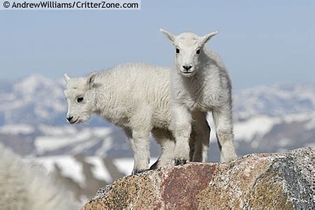 Baby Mountain Goats | Cute | Pinterest