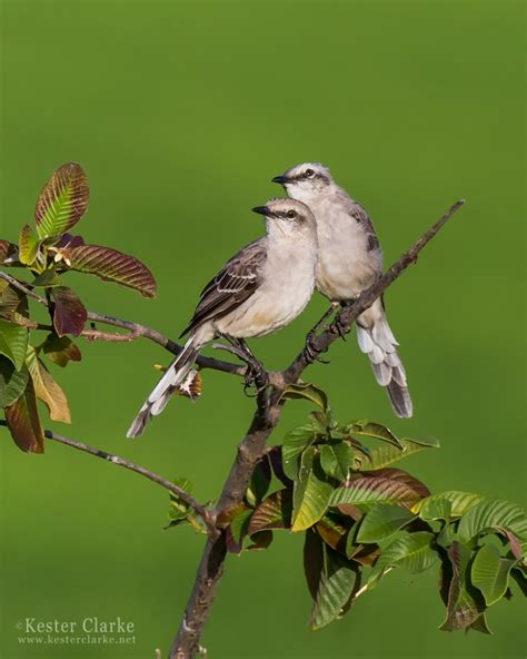 Mockingbirds - Kester Clarke Wildlife Photography