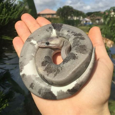 Can anyone identify this morph? [found on pinterest with no source] : ballpython