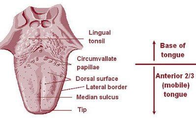 Lingual Tonsils - Tonsillitis and Pictures - (updated in 2022)