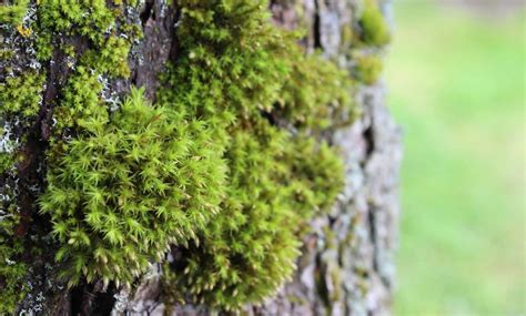 Preserved Moss: What Is It? Is It Different from Dried Ones?