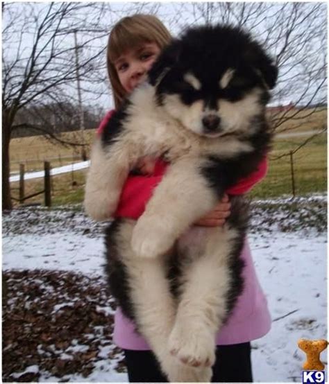 Husky Giant Alaskan Malamute Puppies Husky Tibetan Mastiff - Pets Lovers