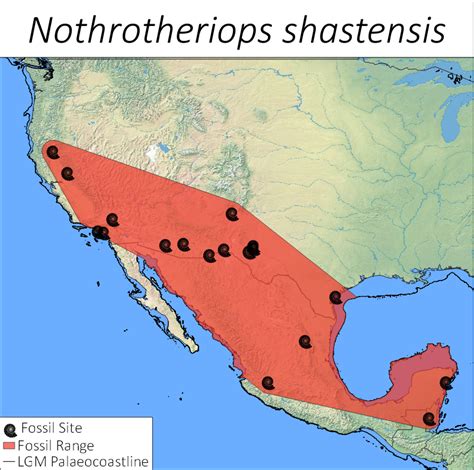 Shasta ground sloth (Nothrotheriops shastensis) — The Extinctions