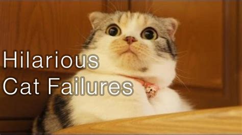 Funny Cat Falling Compilation You Can't Resist Watching - YouTube