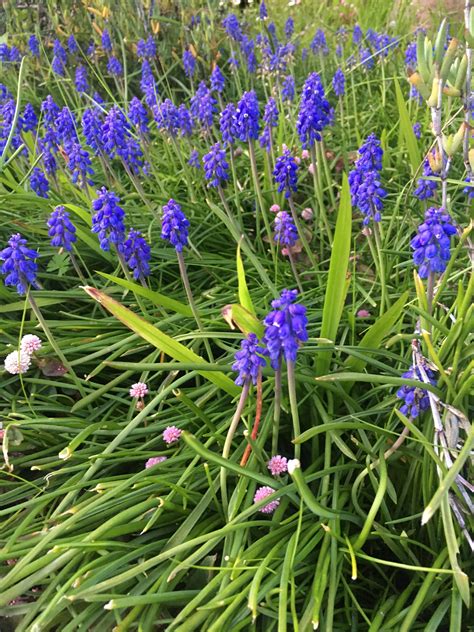 Small grass-like plant with beautiful blue/purple flowers. SF Bay Area ...