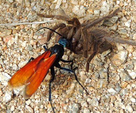 Stung By 83 Different Insects, Biologist Rates His Pain On A Scale Of 1 To — OW! : NPR