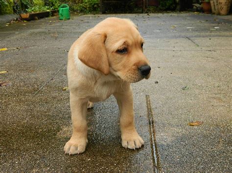 Golden Labrador (Golden Retriever x Lab) Info, Temperament, Puppies, Pictures