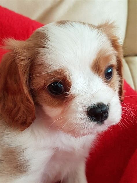 Adorable King Charles Cavalier Puppies for sale | in Pelsall, West ...