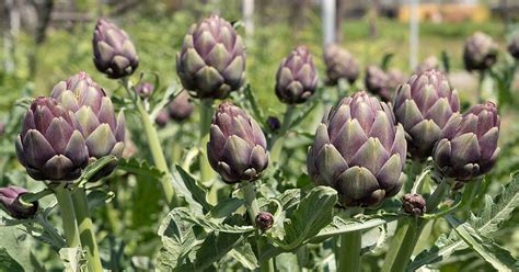 9 of the Best Artichoke Cultivars | Gardener’s Path