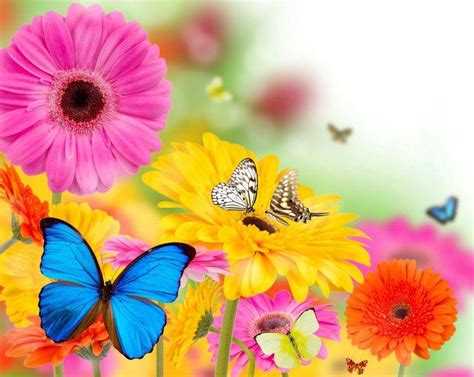 Spring Flowers and Butterflies Wallpapers HD / Desktop and Mobile Backgrounds