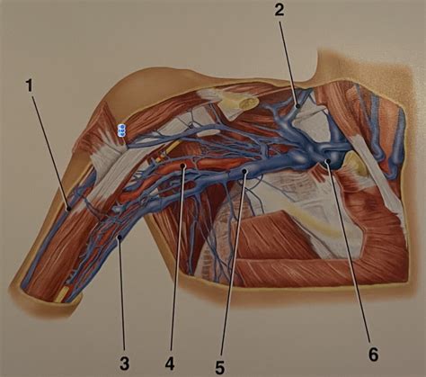 Axillary vein Diagram | Quizlet