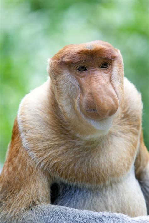 Proboscis monkey | Endangered rainforest animals, Rainforest animals, Proboscis monkey