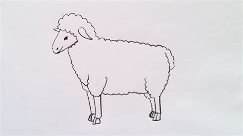 how to draw sheep drawing easy step-by-step@Kids Drawing Talent - YouTube