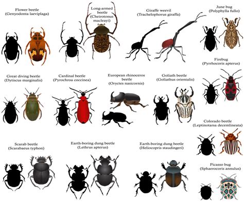 13 Types of Beetles You Can Find in Your Yard