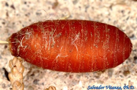 Diptera-Sarcophagidae-Flesh Flies PUPA(A) - Urban Programs - El Paso County