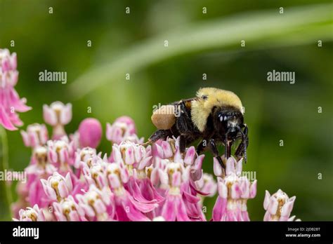 Bumble bee pollen hi-res stock photography and images - Alamy