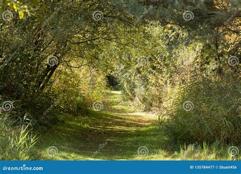 Peaceful Forest Path Enclosed with Trees, in Early Morning Autumn Light, England Stock Image ...