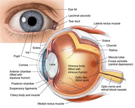 Anatomy and Structure of the Human Eye (With Diagrams) - Owlcation