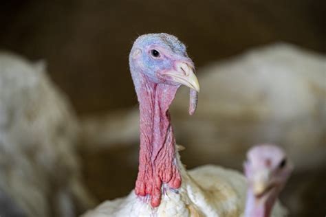 Wholesale Turkey Prices Rise As Thanksgiving Approaches - Texas A&M Today