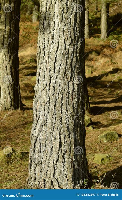 Scots Pine Bark in a Forest in Winter Sunshine Stock Image - Image of ...