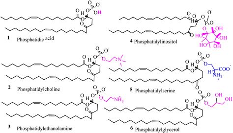 Phospholipid—the dynamic structure between living and non-living world; a much obligatory ...