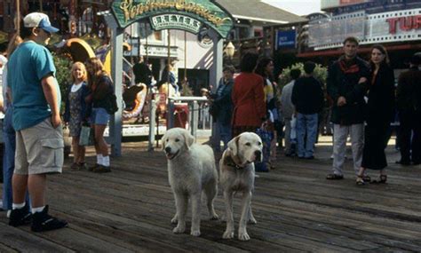 Homeward Bound II: Lost in San Francisco - Alchetron, the free social encyclopedia