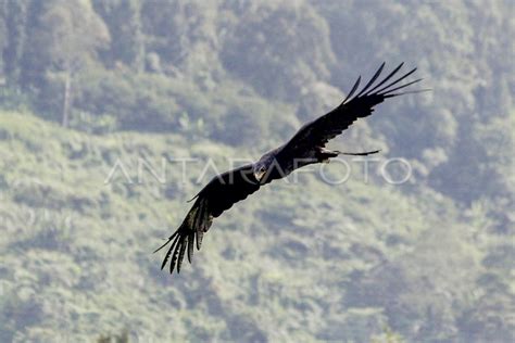 BURUNG ELANG HITAM TERBANG DI KAWASAN PUNCAK | ANTARA Foto