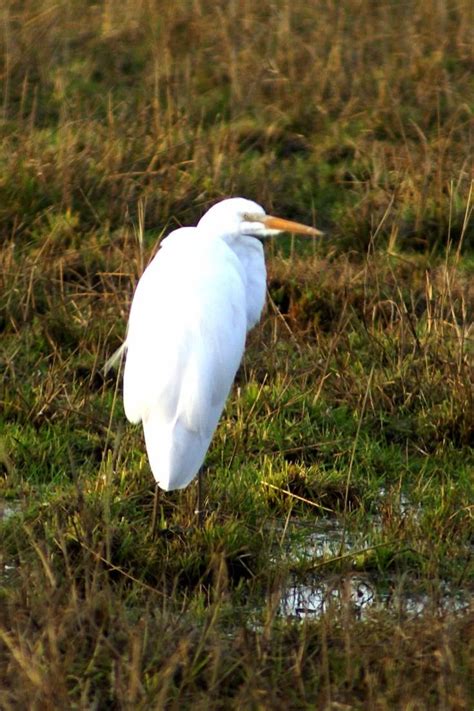 Snowy Egret | Animals, Bird, Photography