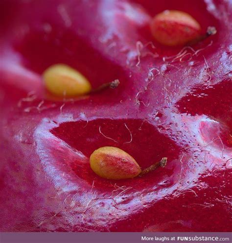 Strawberry "seeds" are actually the fruit, here's a close-up showing the stems - FunSubstance ...