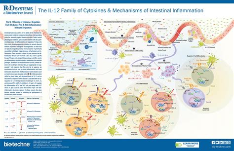 IL-12 Family: R&D Systems