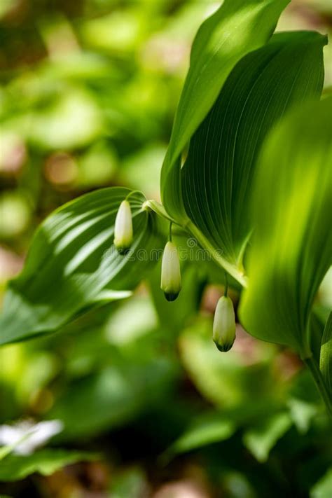 Polygonatum Multiflorum Flower in Meadow, Close Up Stock Image - Image ...